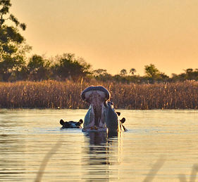 hippo_botswana.jpg