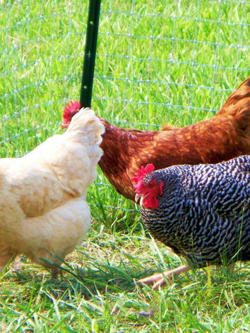 chickens not bald.jpeg