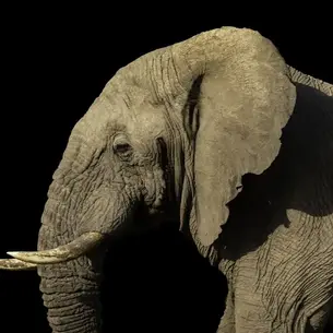 Life Lessons on Communication From Elephants