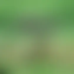 Uncovering the Shared Struggles of Women and Elephants: An Ecofeminist Perspective