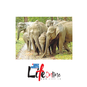 Pioneering Conservation Efforts for India’s Elephants