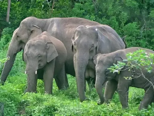 A Life Lost, a Future Saved: How AI is Protecting Elephants