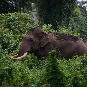 Death Knell for Kerala's Elephants