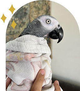 african grey parrot