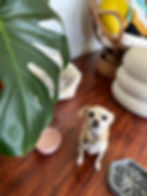 chihuahua