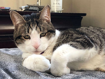 in-home nail trims for cats