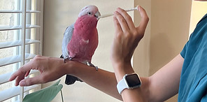 Medication administration visit for a parrot during in-home pet care in Ventura