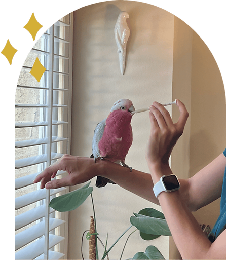 pet sitter administering oral medication to a parrot