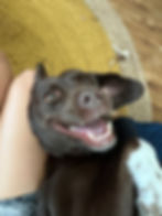 chocolate lab smiling