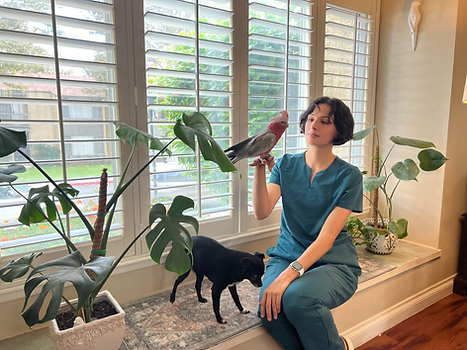 pet sitter holding a pink cockatoo parrot