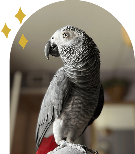 African Grey Parrot with gold sparkles around the frame