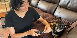 In-home mobile nail trim being performed on a Chihuahua
