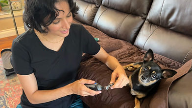 pet sitter trimming a chihuahua's nails