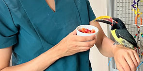 Close-up of a cat’s face