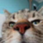 cat face close up
