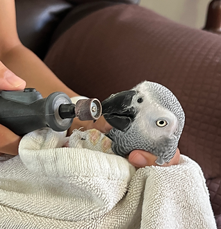 parrot beak being file