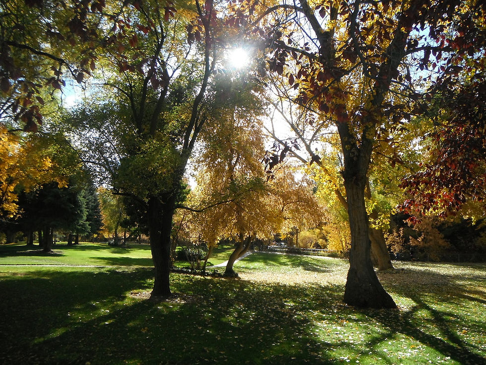 PICNIC IN THE PARK