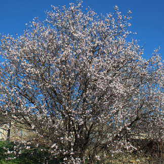 Цъфнало дръвче Александруполис екскурзия