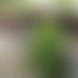 Къщата на семейството на св. Паисий Светогорец в град Коница