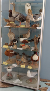 Препарирани животни делта Еврос посетителски център