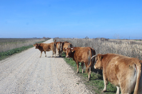 Кравите по делтата на Марица Еврос