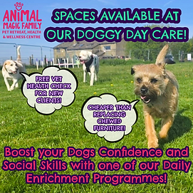 Doggy Day Care at Animal Magic Family Pet Retreat, Keighley
