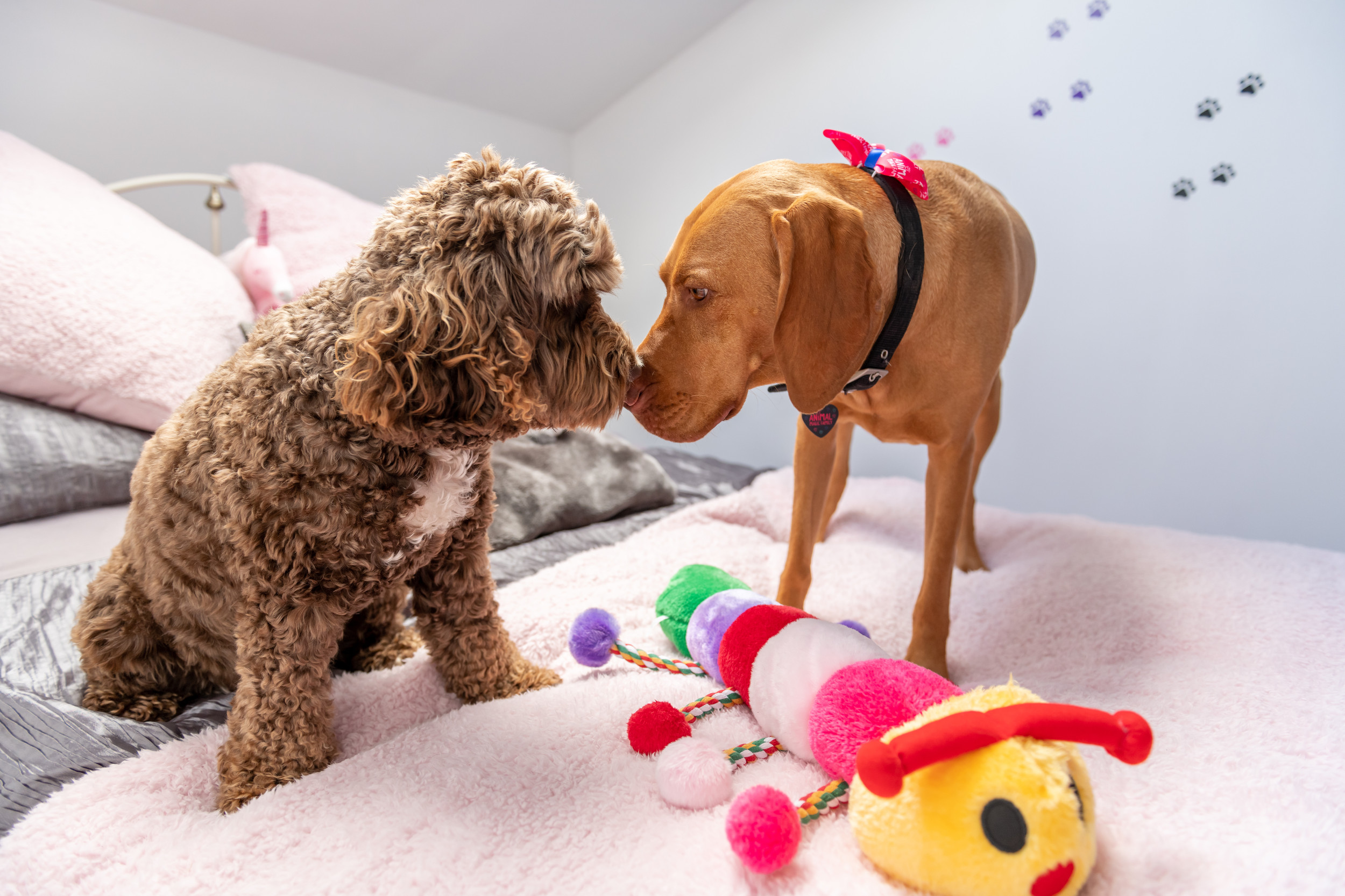 Animal Magic Family Pet Retreat Dog Boarding Boarding School for Dogs Dog Boarding School