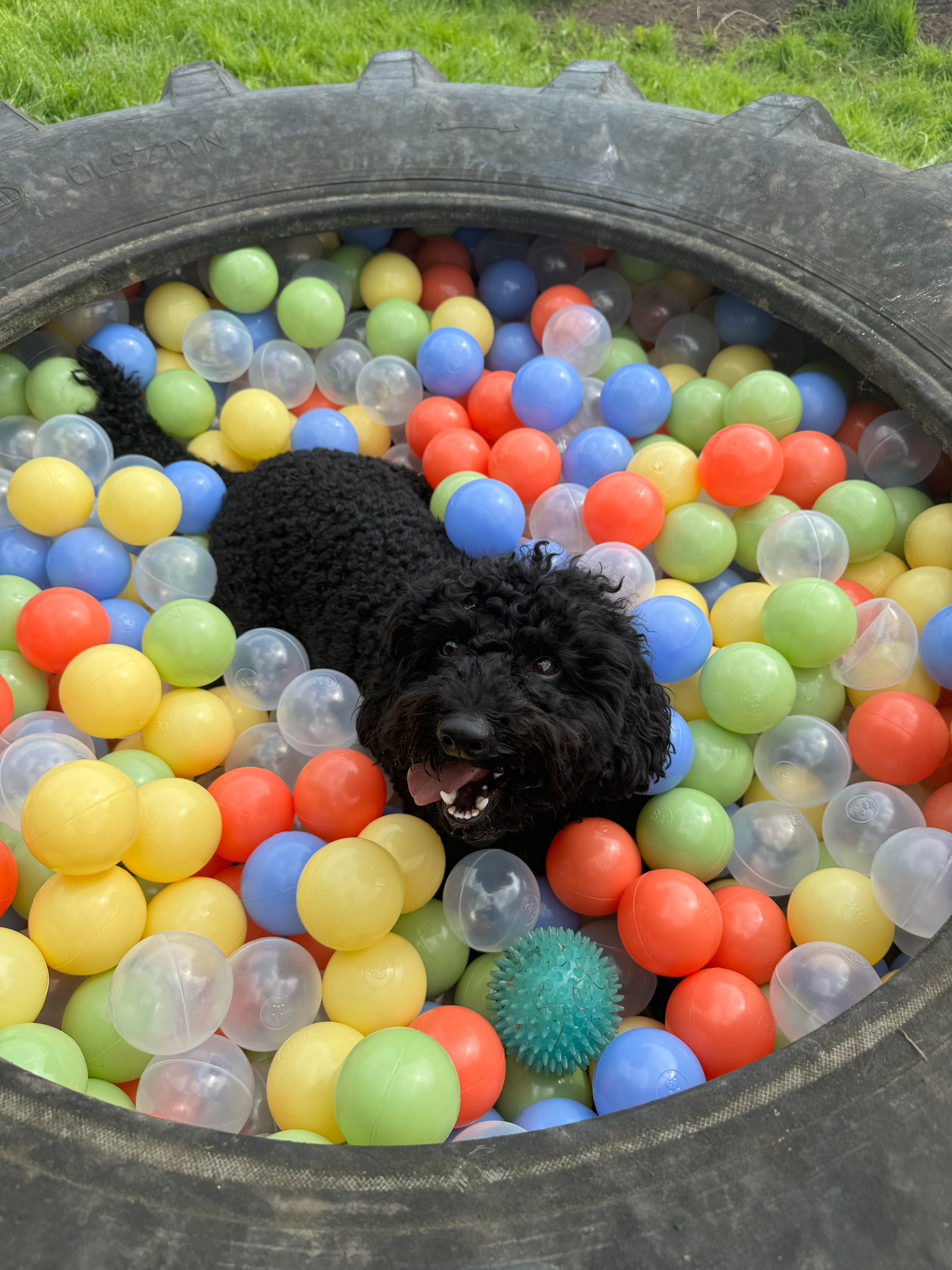 Care & Comforts Premier Package (Dogs Only)