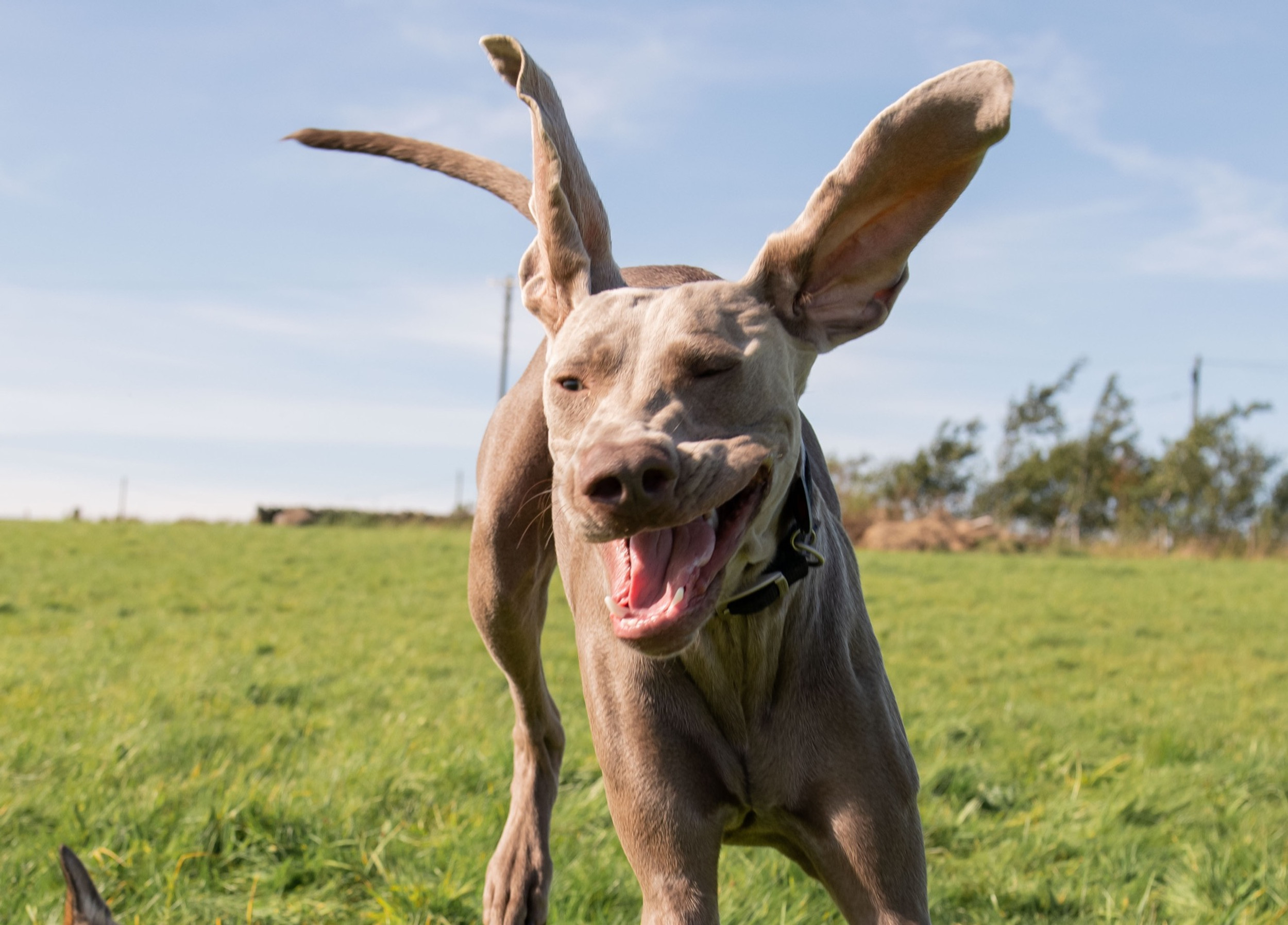 Animal Magic Family Pet Retreat Dog Boarding Doggy Day Care Dog