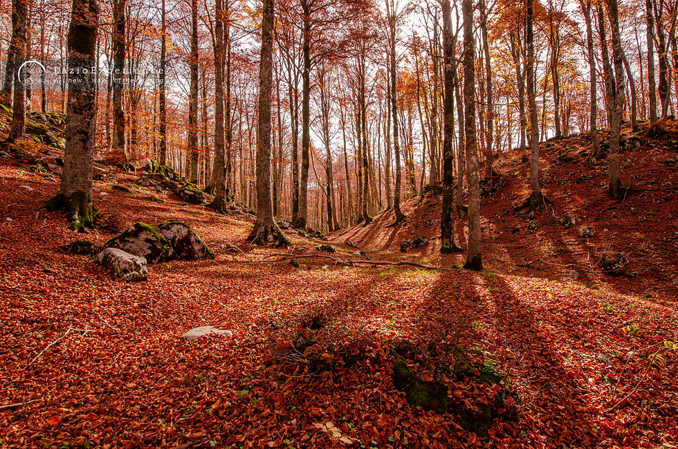Forca d'Acero 01
