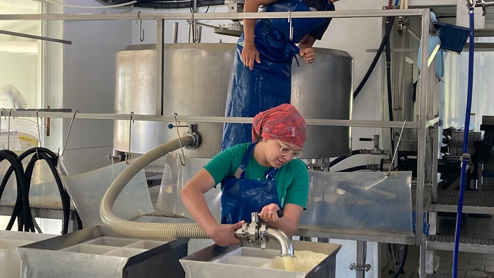 Cheesemaking Begins!