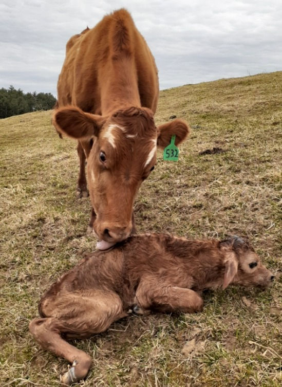 First calf of 2021