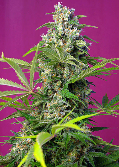 GORILLA GIRL SWEET SEEDS