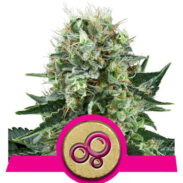 BUBBLE KUSH RQS