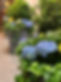backyard garden
