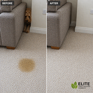dog stain removal carpet Colchester Ipswich Clacton pet odour cleaning