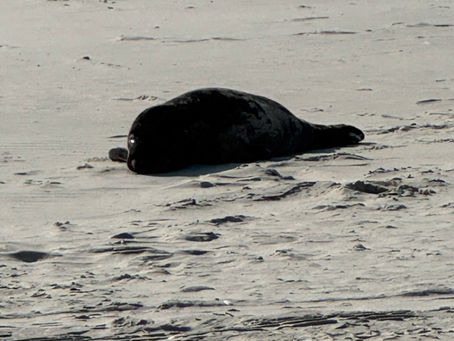 Stumpy Goes Out to Sea! Update to Seals Spotted on the 4x4 Beach