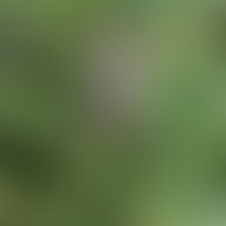 Spongy Moth Treatment in Currituck