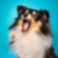 Hundefotografie_Fotostudio_Photography_Anna_Müller_Berlin_03.jpg