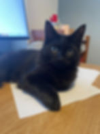 Cat sitting next to computer