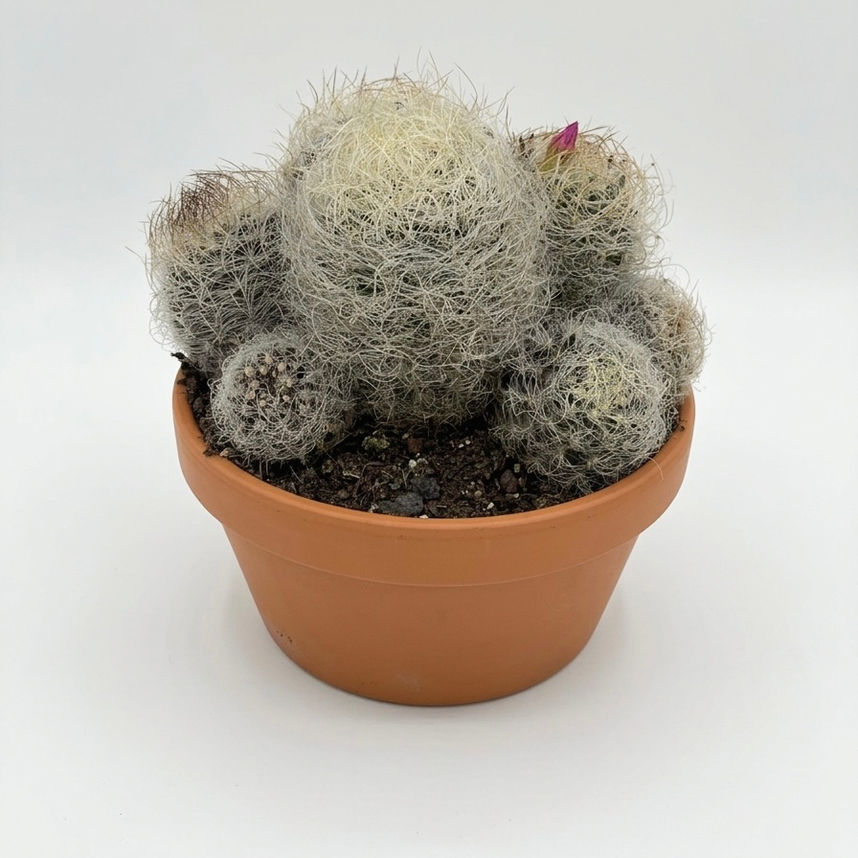 Mammillaria Bocasana – Estetik ve Zarif Yünlü Kaktüs