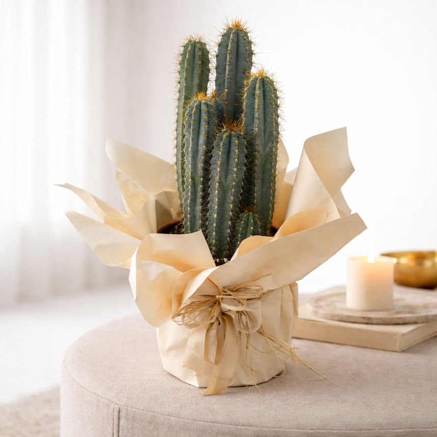 Modern Çoklu Sütun Kaktüs – Dekoratif Saksı Bitkisi