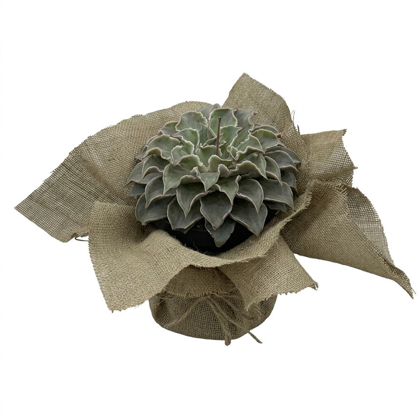 Jüt Kumaşlı Echeveria Sukulent – Doğal Dekoratif Bitki