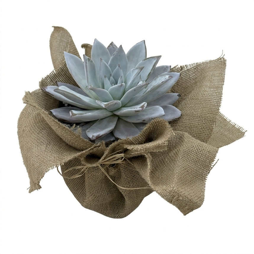 Blue Serenity Sukulent – Doğal Burlap Saksı Aranjmanı