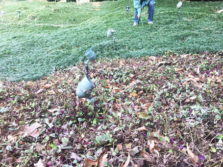 陽明山別墅櫻花基盤改善案