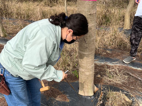 專業驗苗，從源頭確保景觀品質