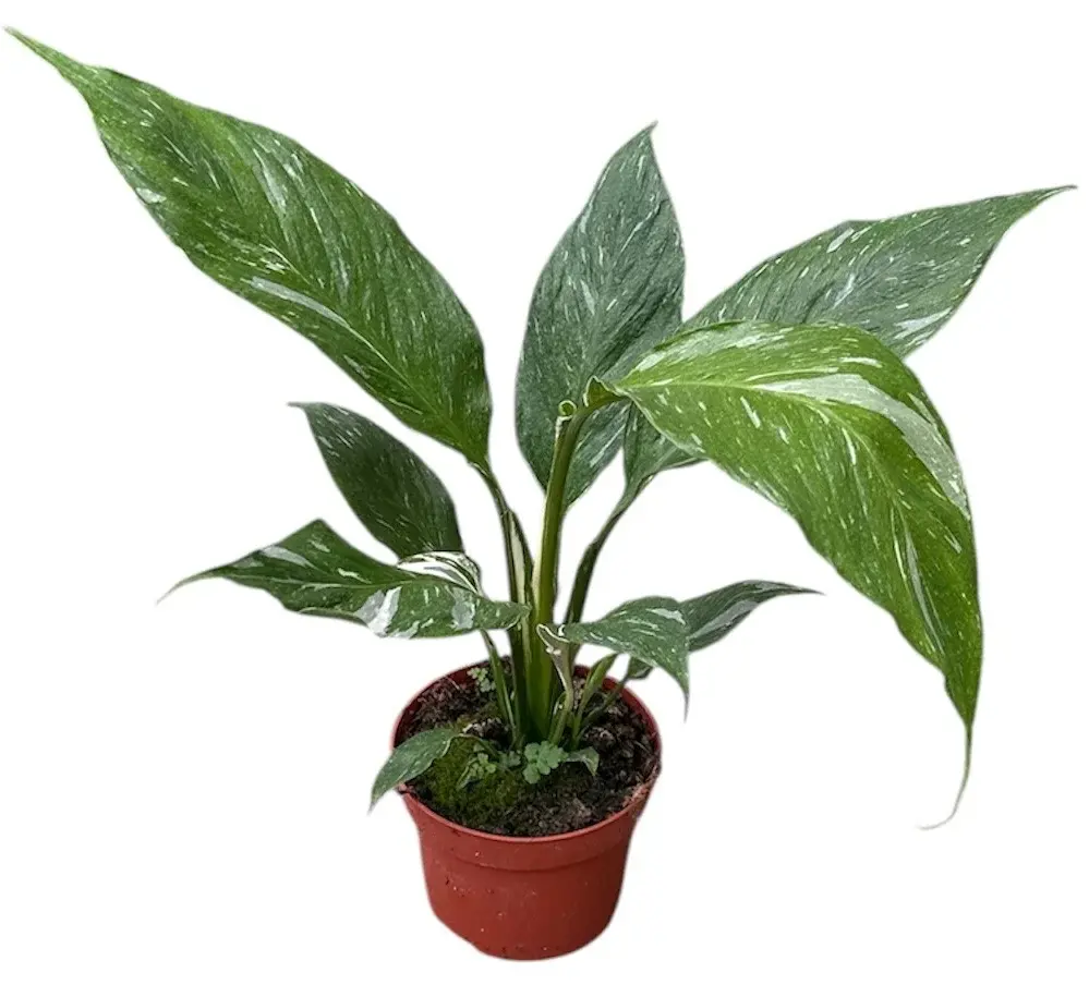 Peace Lily Verigated | Spathiphyllum sp