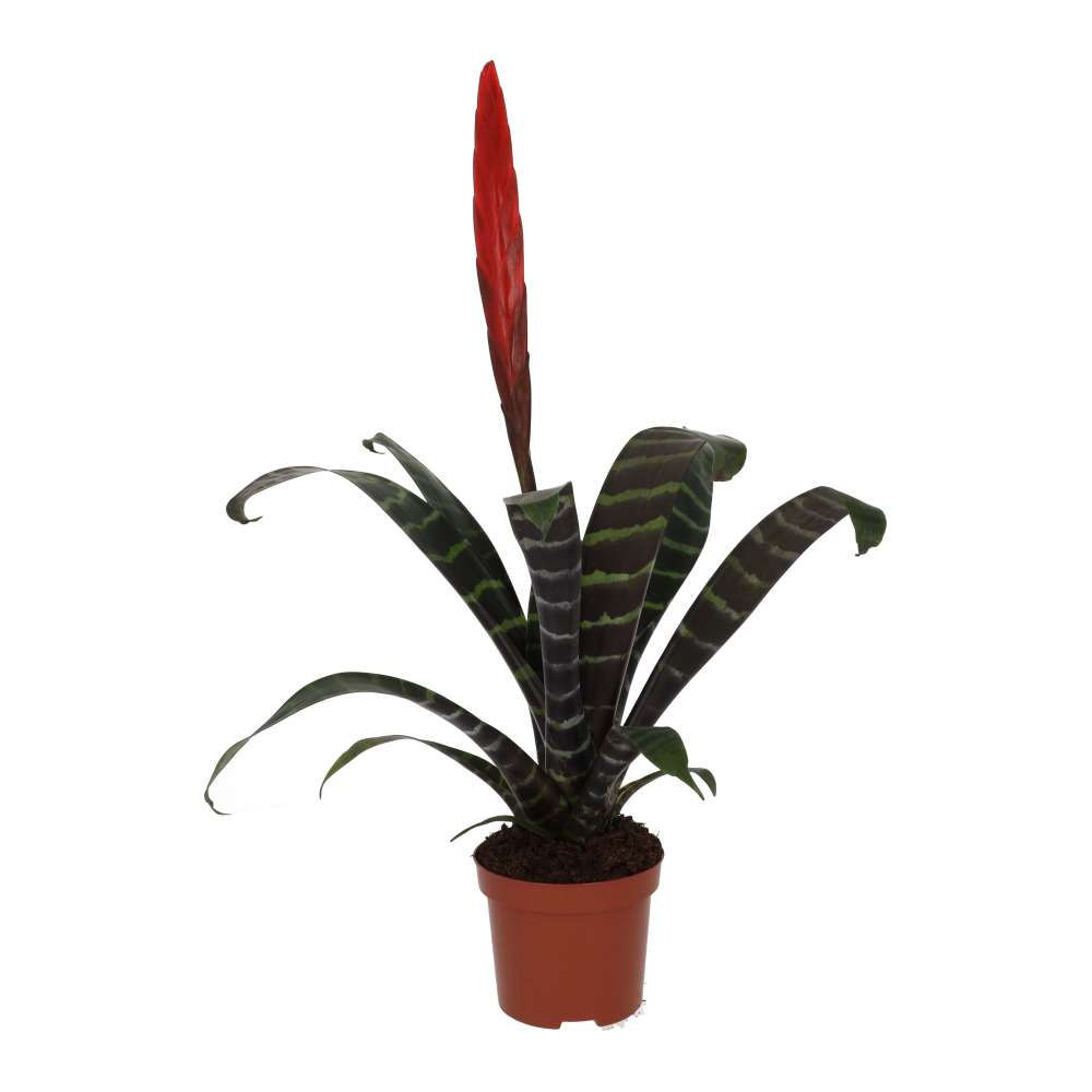 Flaming Sword Bromeliad | Vriesea 'splenriet'