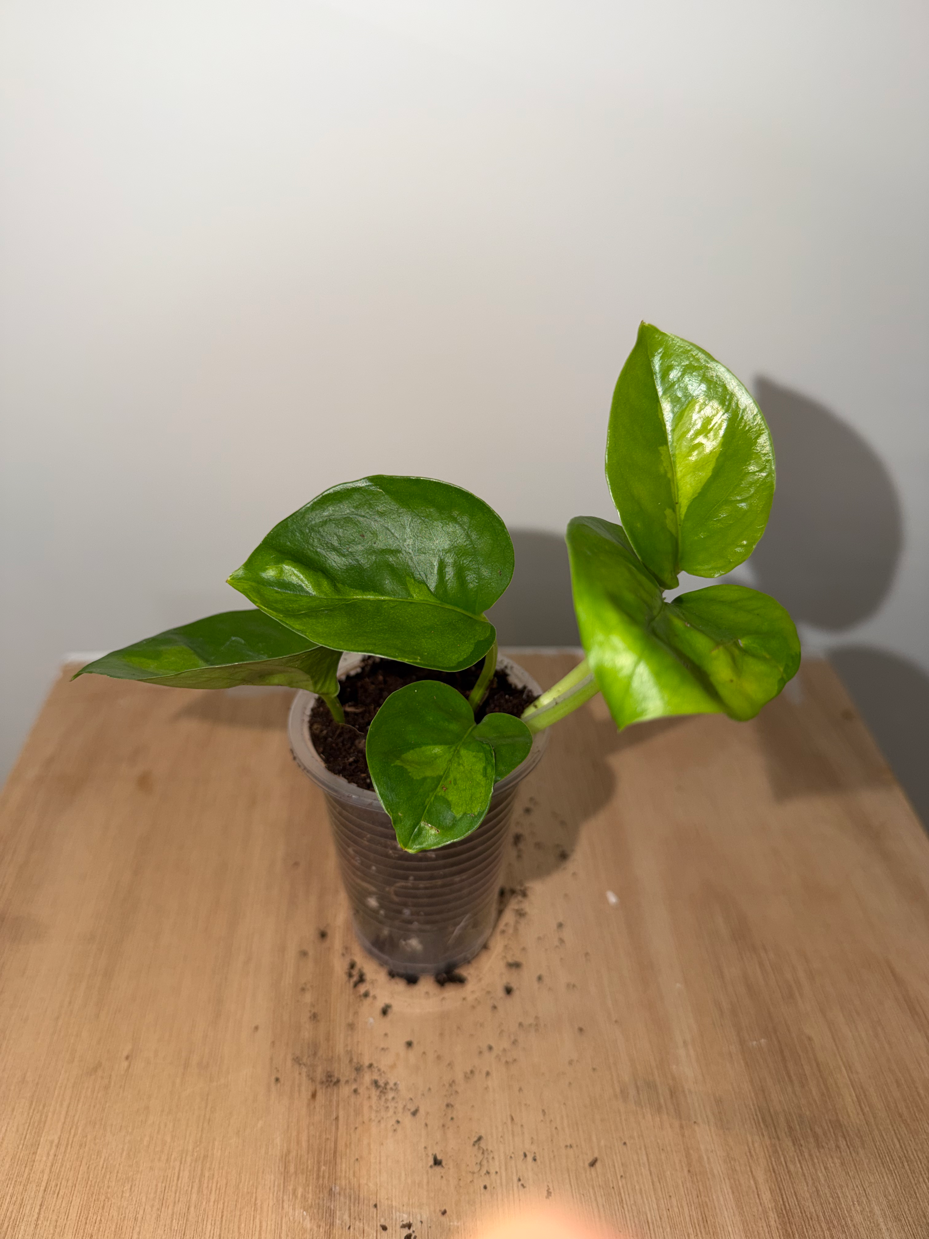 Devil's Ivy 'Global Green' Epipremnum aureum