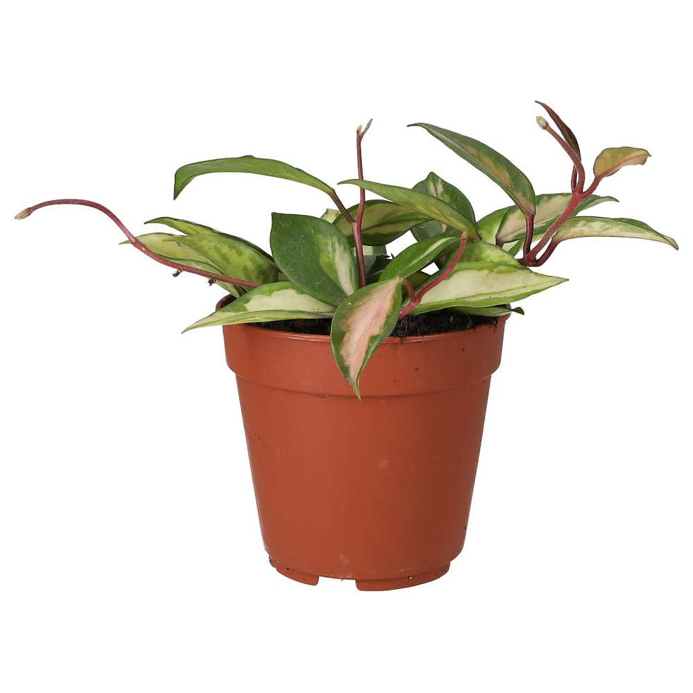 Wax Plant ‘Tricolour’ | Hoya carnosa
